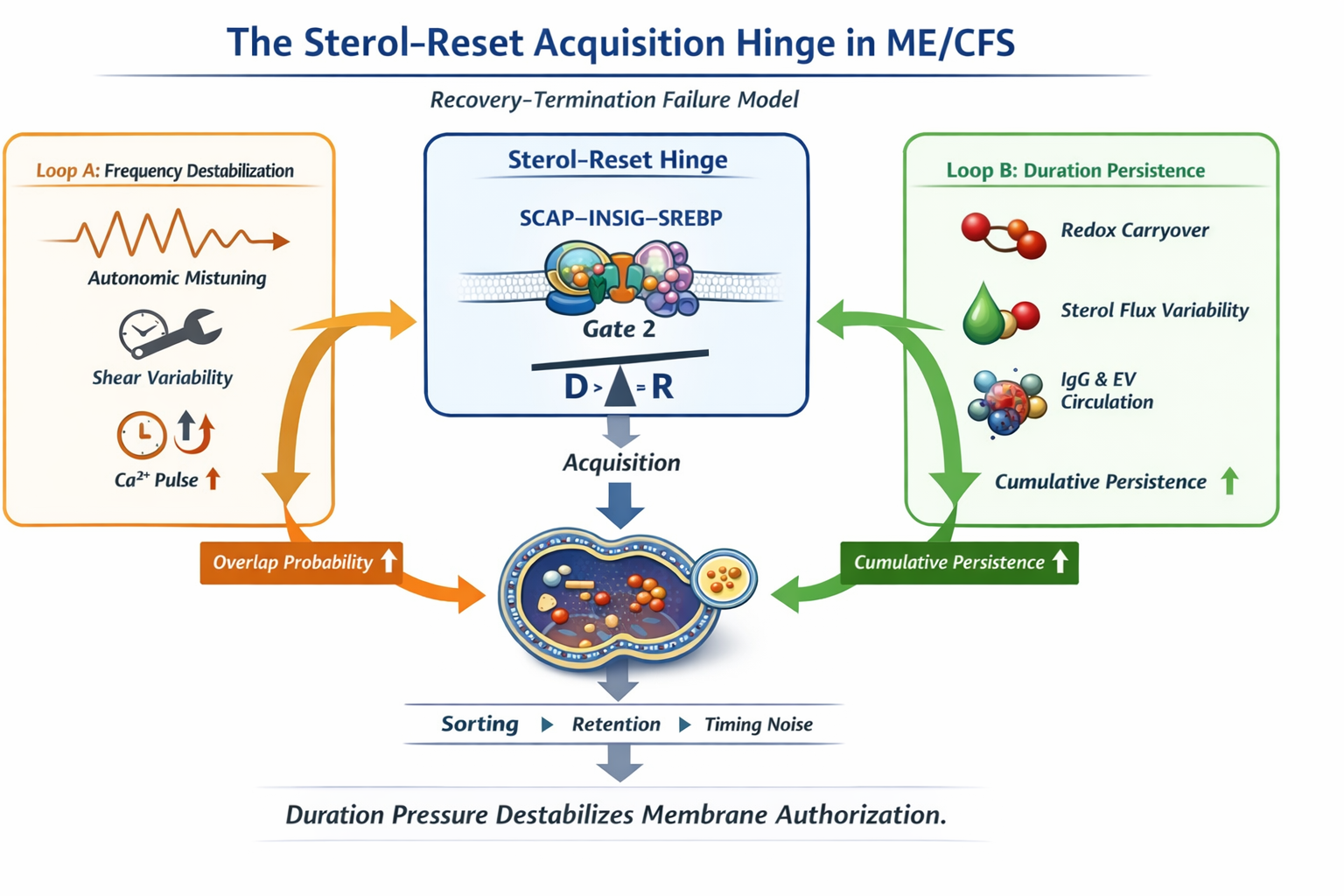 Sterol-Reset Acquisition Hinge diagram showing Loop A, Loop B, and D greater than R convergence at SCAP–INSIG retention